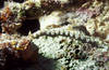 Bunaken 16/10/2004