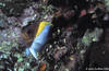Bunaken 16/10/2004