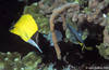Bunaken 16/10/2004