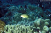 Bunaken 16/10/2004
