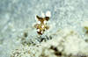 Bunaken 15/10/2004