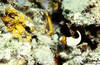 Bunaken 15/10/2004