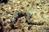 Bunaken 16/10/2004