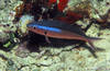 Bunaken 16/10/2004