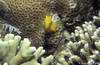 Bunaken 16/10/2004