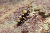 Bunaken 16/10/2004