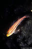 Bunaken 16/10/2004