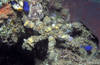 Bunaken 16/10/2004