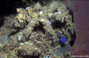 Bunaken 16/10/2004