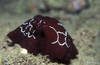 Bunaken 16/10/2004