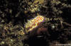 Lembeh 18/10/2004
