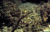 Lembeh 18/10/2004