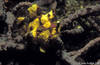 Lembeh 18/10/2004