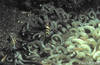 Lembeh 18/10/2004