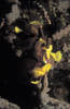 Lembeh 18/10/2004