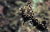 Lembeh 18/10/2004