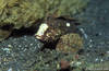 Lembeh 18/10/2004