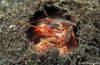 Lembeh 18/10/2004