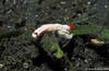 Lembeh 18/10/2004