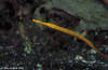 Lembeh 18/10/2004