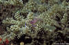 Lembeh 18/10/2004