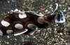 Lembeh 18/10/2004