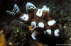 Lembeh 18/10/2004