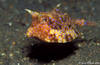 Lembeh 18/10/2004