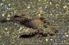 Lembeh 18/10/2004
