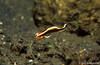 Lembeh 18/10/2004