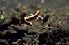 Lembeh 18/10/2004