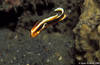 Lembeh 18/10/2004