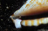 Lembeh 28/10/2004