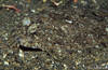 Lembeh 18/10/2004