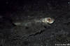 Lembeh 18/10/2004