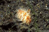 Lembeh 18/10/2004