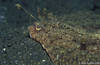 Lembeh 18/10/2004