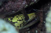 Lembeh 18/10/2004