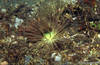 Lembeh 18/10/2004