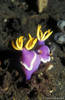 Lembeh 18/10/2004