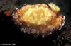 Lembeh 18/10/2004