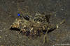 Lembeh 18/10/2004
