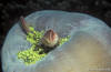 Lembeh 18/10/2004