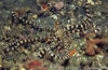 Lembeh 18/10/2004