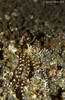 Lembeh 18/10/2004