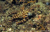 Lembeh 18/10/2004