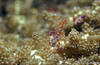 Lembeh 18/10/2004