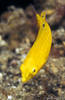 Lembeh 18/10/2004
