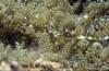 Lembeh 19/10/2004