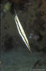 Lembeh 19/10/2004